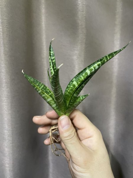 画像4: コルドバ 斑入り(S.Cordova v) (4)