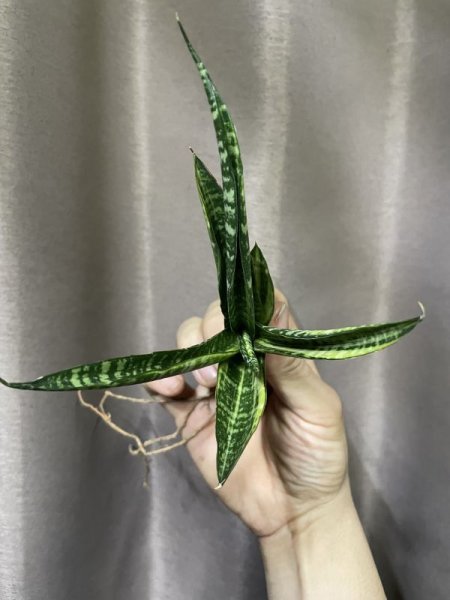 画像5: コルドバ 斑入り(S.Cordova v) (5)