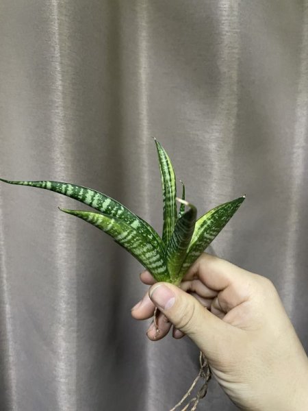 画像3: コルドバ 斑入り(S.Cordova v) (3)