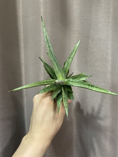 画像4: カシ(D.Kasih) (4)