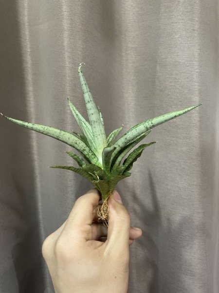 画像3: カシ(D.Kasih) (3)