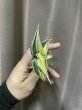 画像8: ロリダ斑入り(D.rorida variegata) (8)