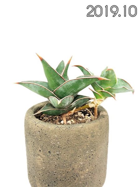 画像8: ピングイキュラ(D.pinguicula) (8)