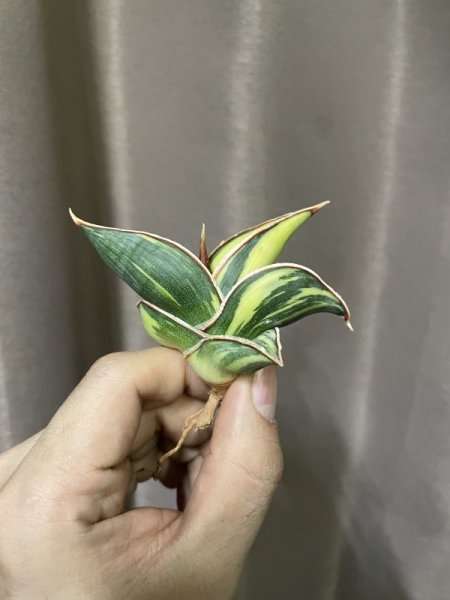 画像7: ロリダ斑入り(D.rorida variegata) (7)