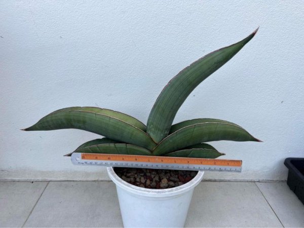 画像4: エーレンベルギー バナナ(D.ehrenbergii 'Banana') (4)