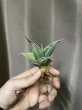 画像1: ピングイキュラ斑入り(D.pinguicula variegata) (1)