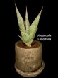 画像1: ピングイキュラ ロンギフォリア(D.pinguicula 'Longifolia') (1)