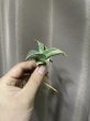 画像5: ピングイキュラ斑入り(D.pinguicula variegata) (5)