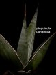 画像3: ピングイキュラ ロンギフォリア(D.pinguicula 'Longifolia') (3)