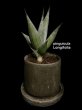 画像2: ピングイキュラ ロンギフォリア(D.pinguicula 'Longifolia') (2)