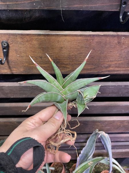 画像2: ピングイキュラ ユニコーン(D.pinguicula 'Unicorn') (2)