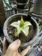 画像6: ラブラノス23251 斑入り(D.lavranos23251 variegata) (6)