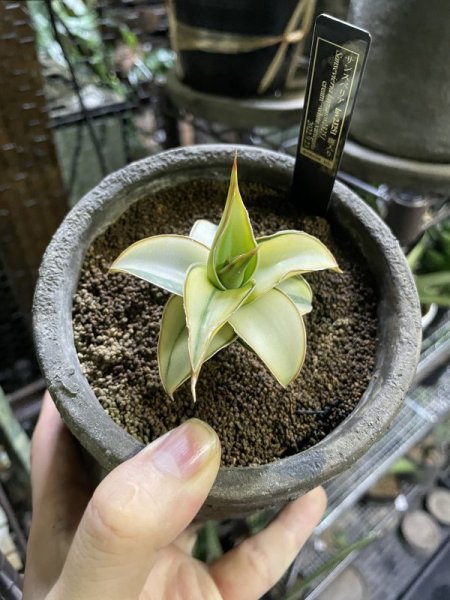 画像6: ラブラノス23251 斑入り(D.lavranos23251 variegata) (6)