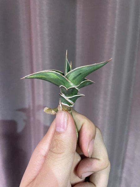 画像4: ラブラノス23251 斑入り(D.lavranos23251 variegata) (4)