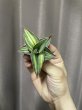 画像8: ラブラノス23251 斑入り(D.lavranos23251 variegata) (8)