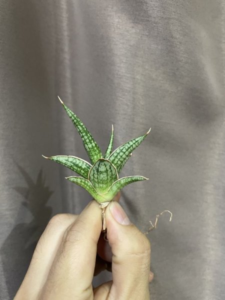 画像4: ラワン(D.Lawang) (4)