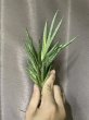 画像3: おまかせフランシシー斑入り(D. francisii variegata) (3)