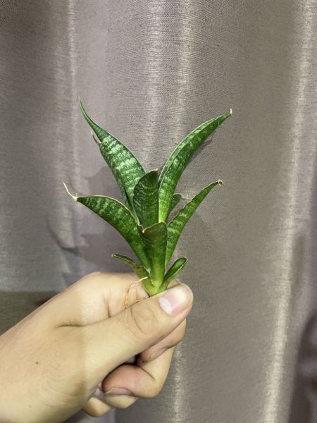 画像2: 【価格変更】 ポンガドリーム(D.Ponga Dream) (2)