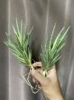 画像1: おまかせフランシシー斑入り(D. francisii variegata) (1)