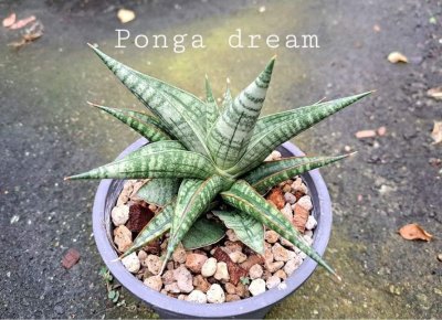 画像1: ポンガドリーム(D.Ponga Dream)