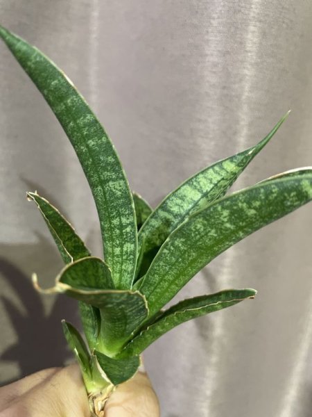 画像4: 【価格変更】 ポンガドリーム(D.Ponga Dream) (4)