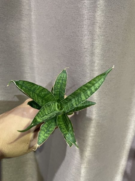 画像3: 【価格変更】 ポンガドリーム(D.Ponga Dream) (3)