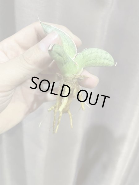 画像5: エイレンシス No.7(D.eilensis) (5)