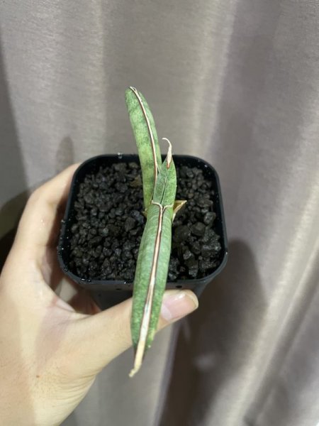 画像7: エイレンシス No.4(D.eilensis) (7)