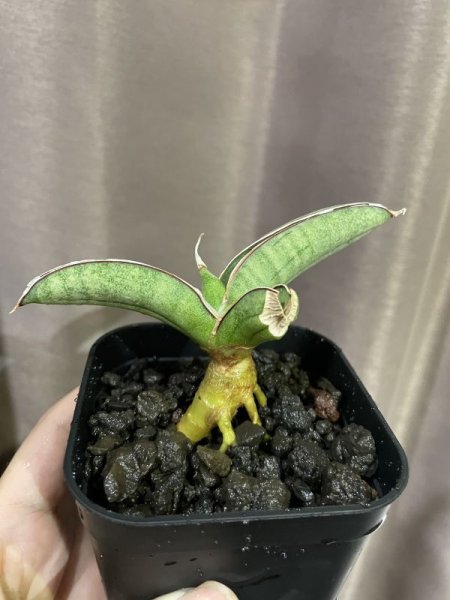 画像6: エイレンシス No.10(D.eilensis) (6)