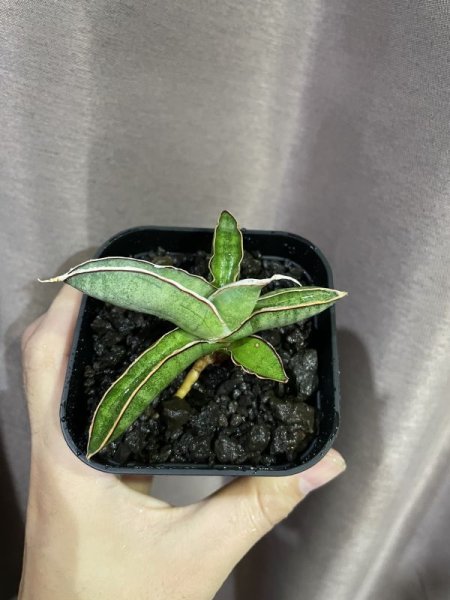 画像7: エイレンシス No.17(D.eilensis) (7)