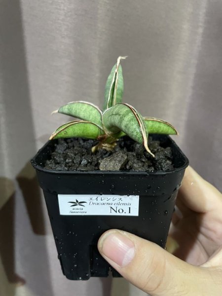 画像4: エイレンシス No.1(D.eilensis) (4)