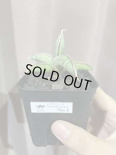 画像4: エイレンシス No.1(D.eilensis) (4)