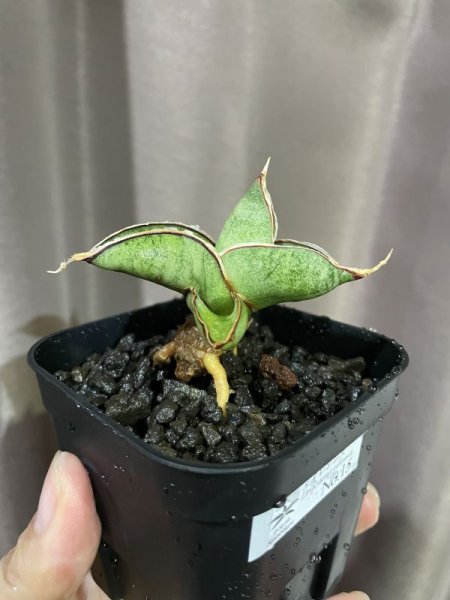 画像6: 休眠エイレンシス No.15(D.eilensis) (6)