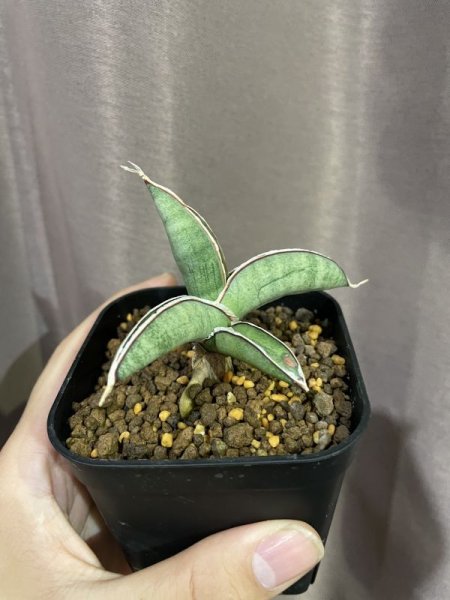 画像7: エイレンシス No.1(D.eilensis) (7)