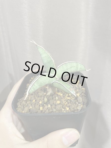 画像7: エイレンシス No.1(D.eilensis) (7)