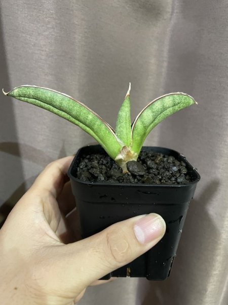 画像6: エイレンシス No.4(D.eilensis) (6)