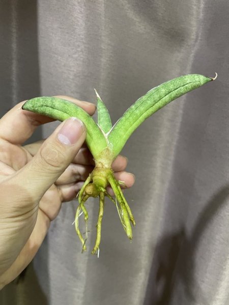 画像5: エイレンシス No.4(D.eilensis) (5)