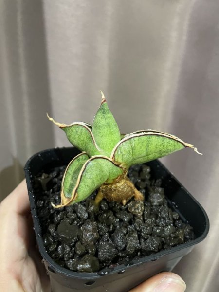 画像7: 休眠エイレンシス No.15(D.eilensis) (7)