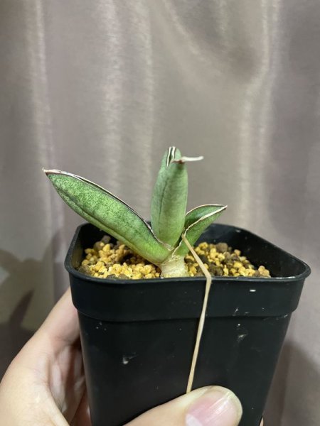 画像7: エイレンシス No.2(D.eilensis) (7)