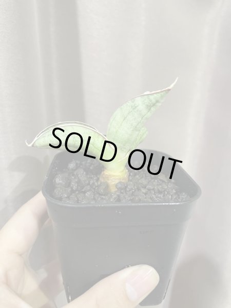 画像7: エイレンシス No.7(D.eilensis) (7)