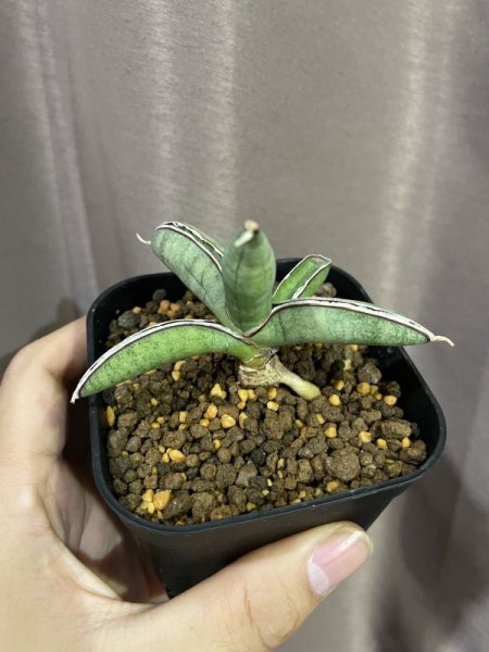 画像8: エイレンシス No.1(D.eilensis) (8)