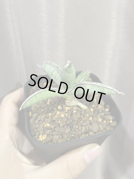 画像8: エイレンシス No.1(D.eilensis) (8)