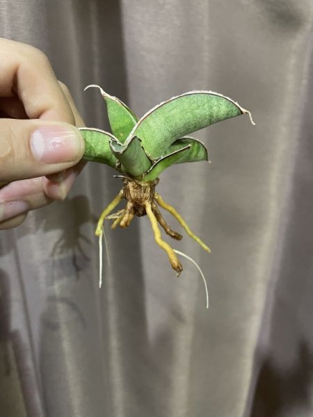 画像5: エイレンシス No.17(D.eilensis) (5)