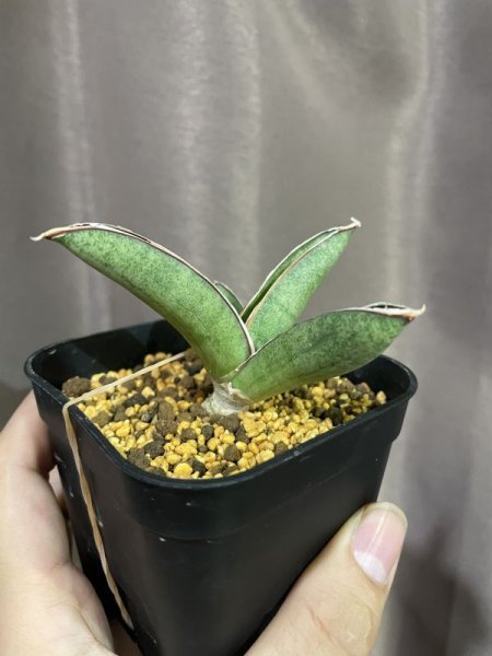 画像8: エイレンシス No.2(D.eilensis) (8)