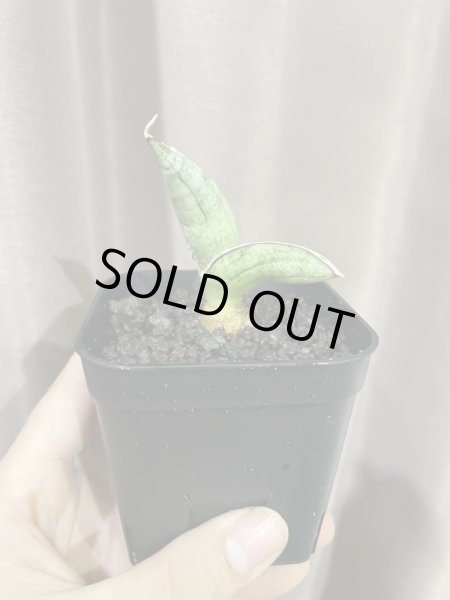 画像6: エイレンシス No.7(D.eilensis) (6)