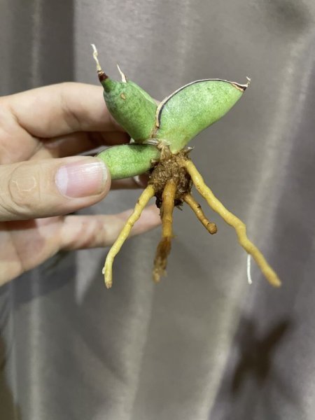 画像5: 休眠エイレンシス No.15(D.eilensis) (5)