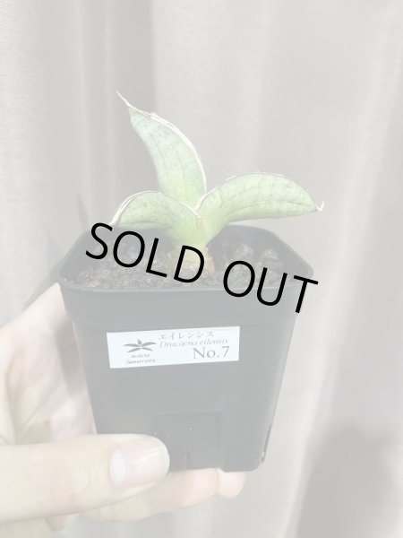 画像4: エイレンシス No.7(D.eilensis) (4)