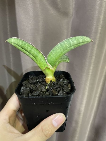 画像5: 休眠エイレンシス No.14(D.eilensis) (5)