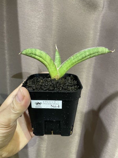 画像4: エイレンシス No.4(D.eilensis) (4)