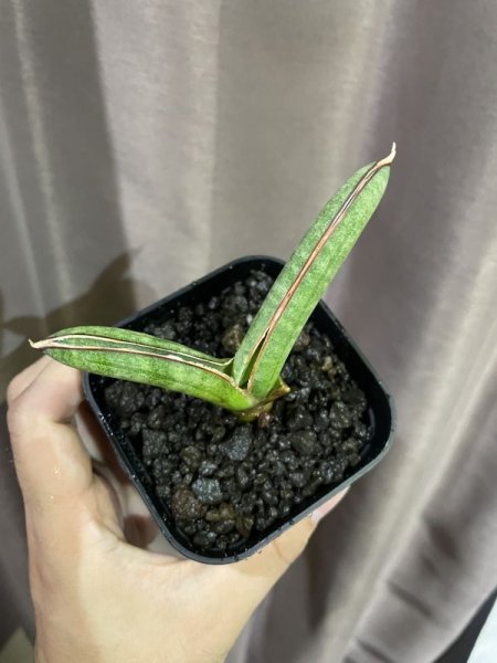 画像7: エイレンシス No.12(D.eilensis) (7)